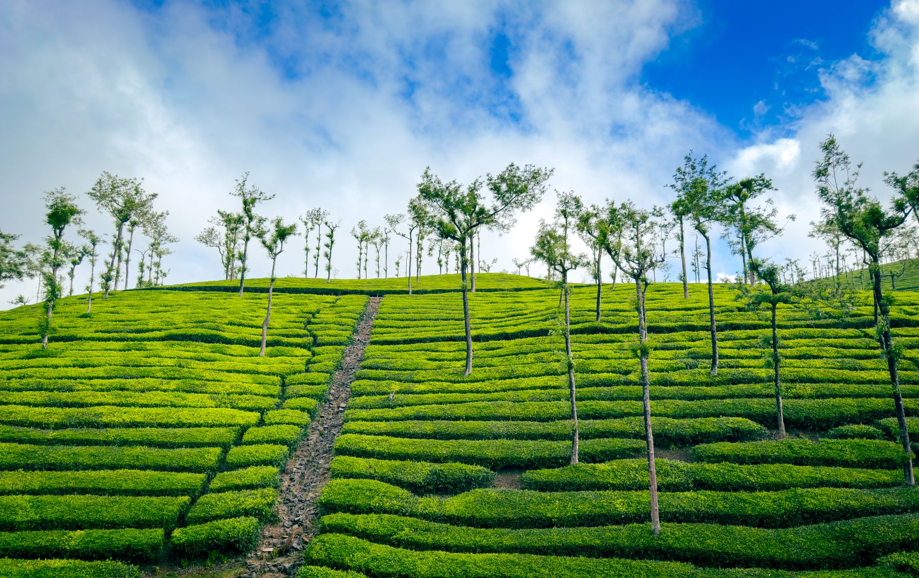 Bright Green Tea Plantation Rows With Central Path